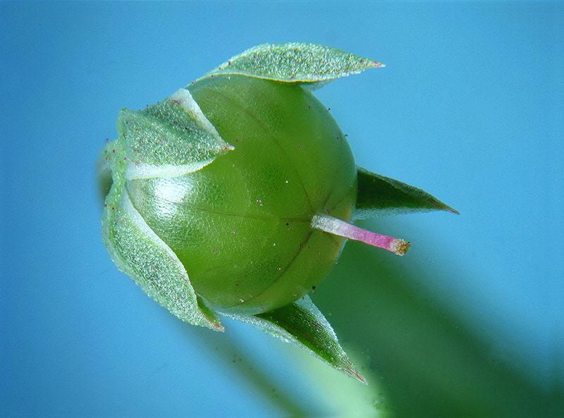 Lysimachia arvensis / Mordigallina